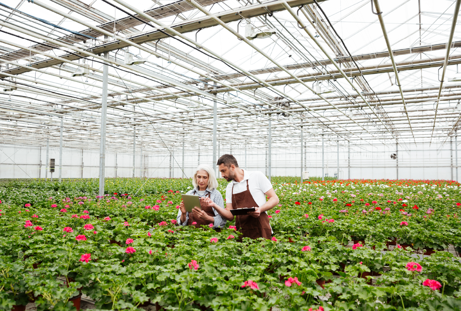 Dos especialistas revisando datos en tablet dentro de un invernadero de flores